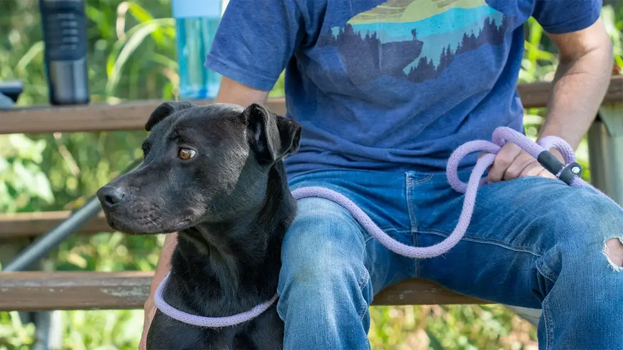 Animal-Shelter